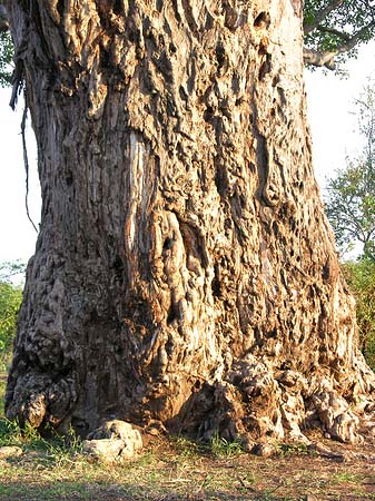 Fotos Bäume und Sträucher | 