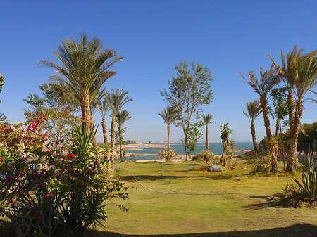 Foto Pflanzen - Abu Simbel