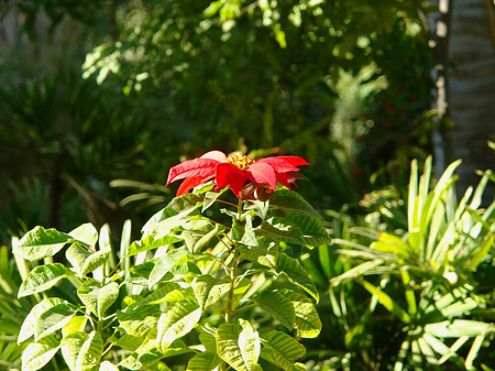 Fotos Blumen | Aswan