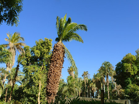 Foto Palmen - Aswan