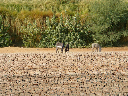 Fotos Ufer | Kôm Ombo