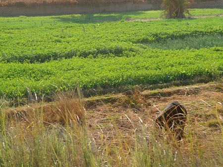 Foto Ackerland - Luxor