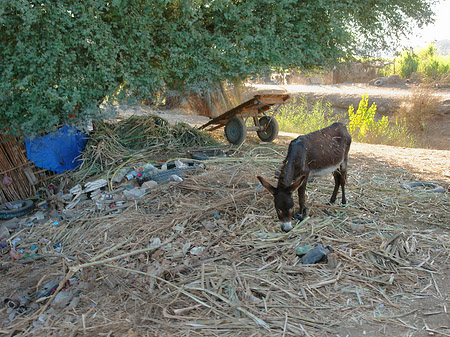 Fotos Tiere | Luxor