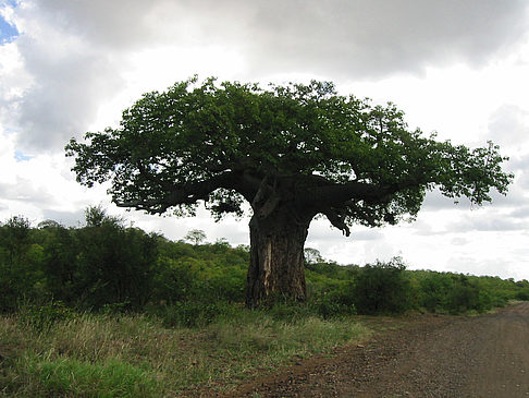 Fotos Baum mit dicken Ästen | 