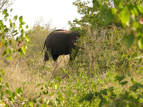 Foto Elefant