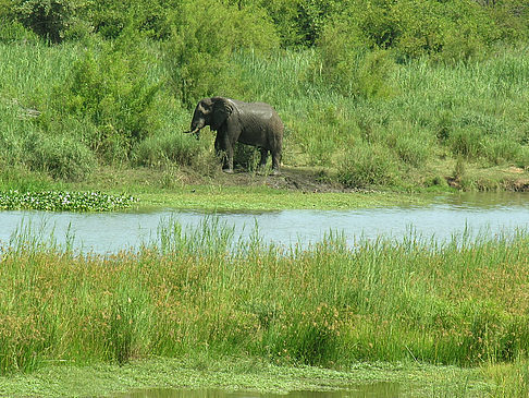 Elefanten am Wasser Foto 