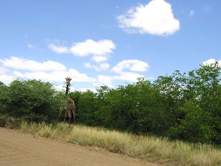 Giraffe