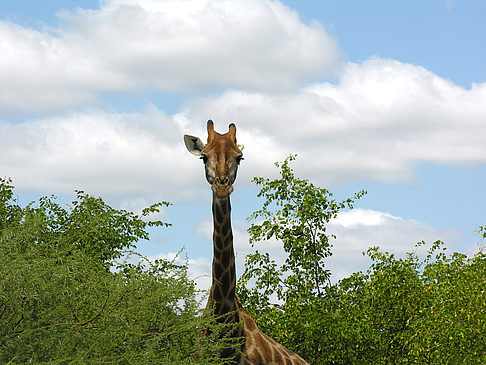 Giraffe Foto 