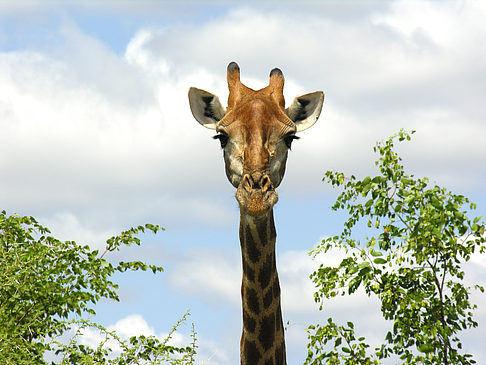 Fotos Giraffe