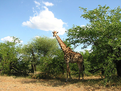 Giraffe Foto 