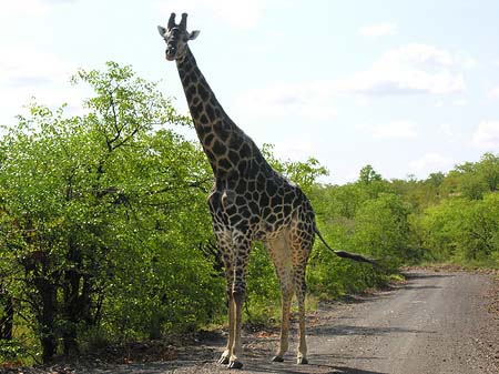 Giraffe Foto 