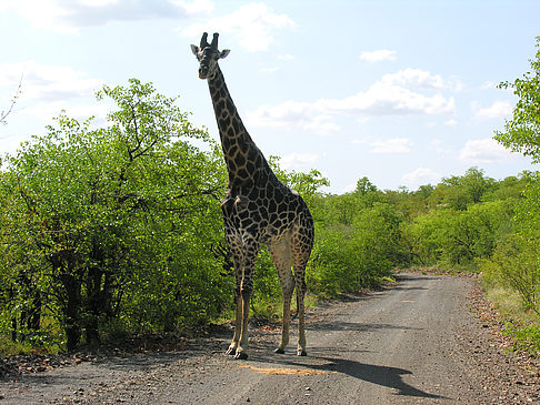 Giraffe