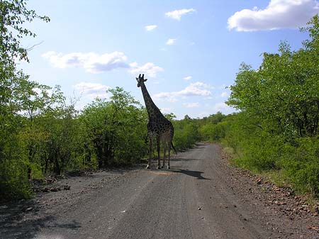 Fotos Giraffe | 