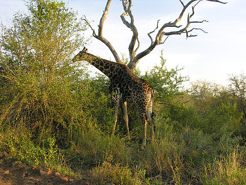 Foto Giraffe