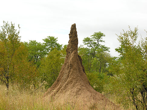 Foto Hohe Termitenhügel