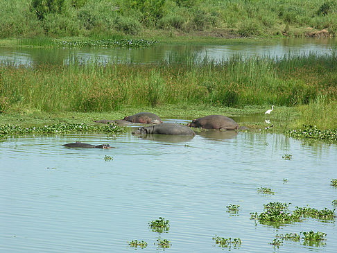 Foto Kleine Nilpferde - 