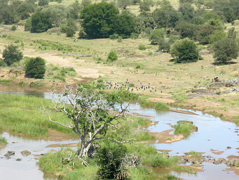 Foto Landschaften - Olifants