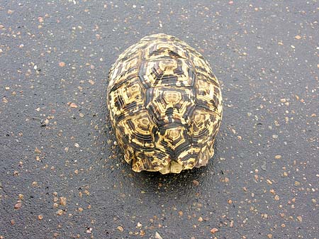 Fotos Schildkröten auf der Straße