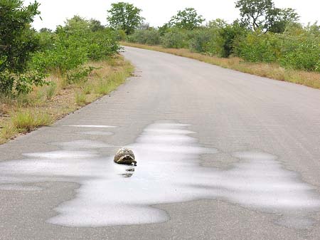 Foto Schildkröten auf der Straße - Phalaborwa