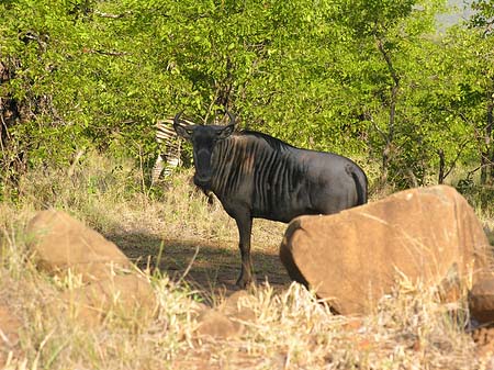 Tiere des Nationalparks Fotos