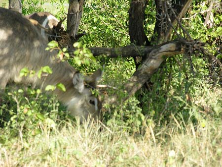 Zahmes Wild Foto 