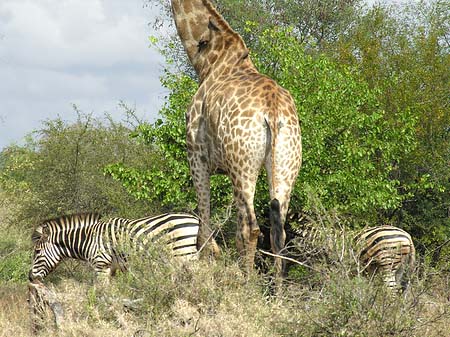 Fotos Zebras und Giraffe