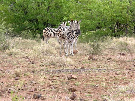 Zebras