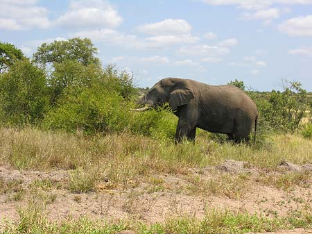 Elefant Fotos