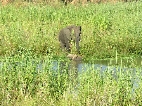 Elefant Fotos