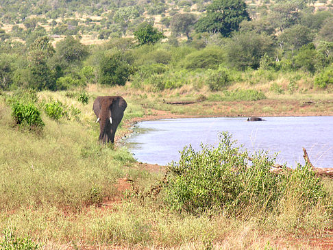 Foto Elefant