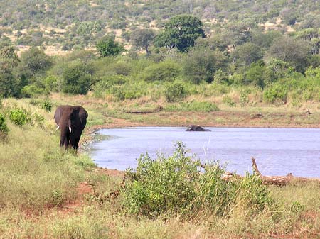 Fotos Elefant