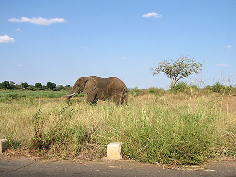 Elefant Fotos