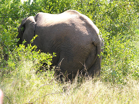 Fotos Elefant