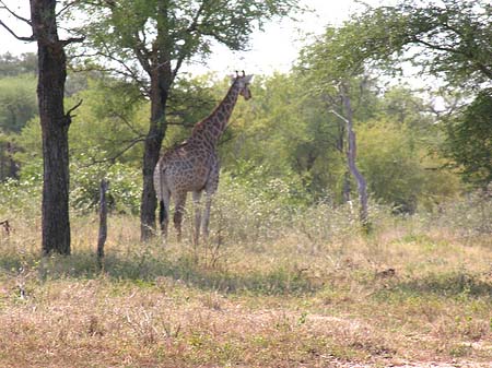 Foto Giraffe