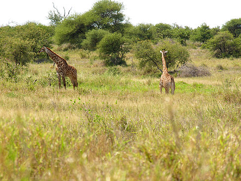 Fotos Giraffe