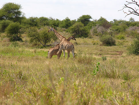 Giraffe