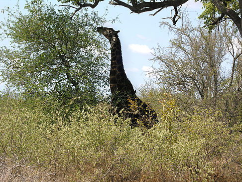 Fotos Giraffe | 