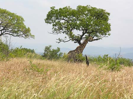 Giraffe Fotos