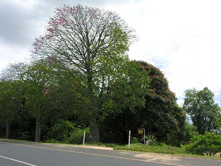 Foto Straßenränder - Hazyview