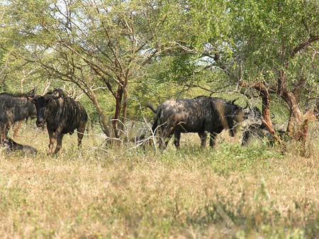 Tiere des Nationalparks