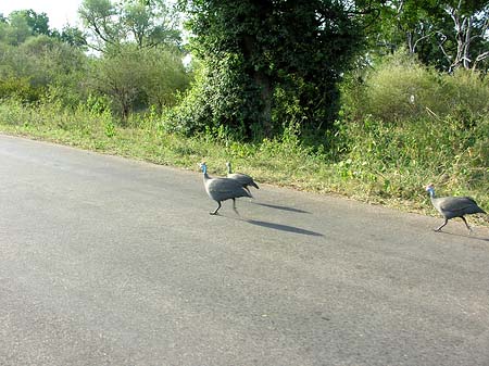 Vögel Fotos