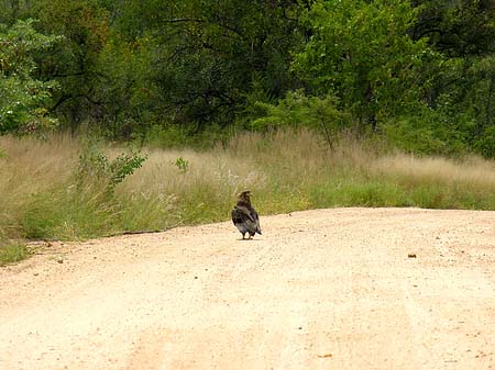 Fotos Vögel