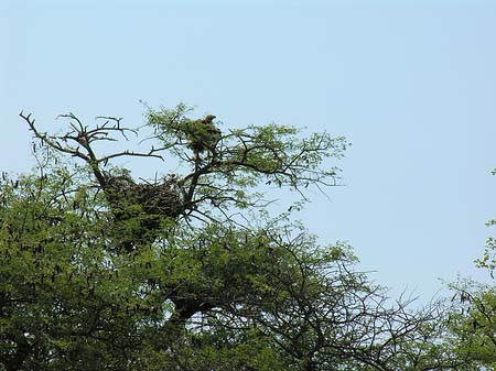 Foto Vögel