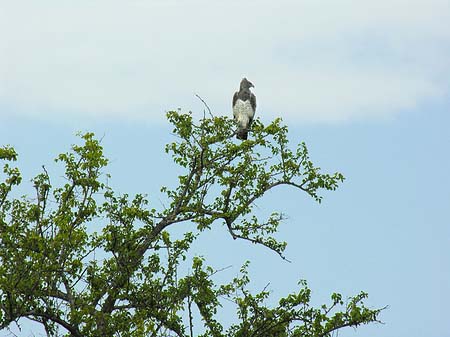 Fotos Vögel