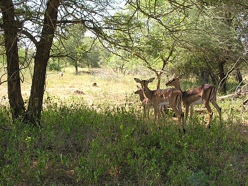 Fotos Wild