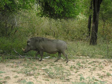 Wildschwein