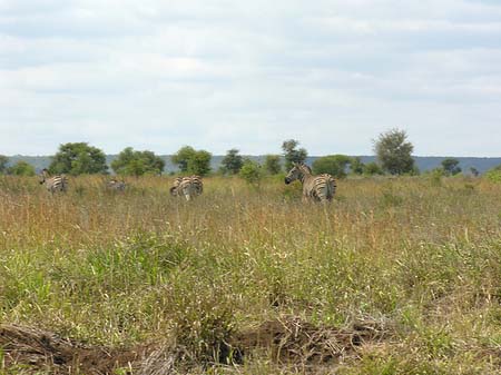 Zebras