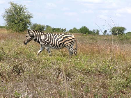 Zebras