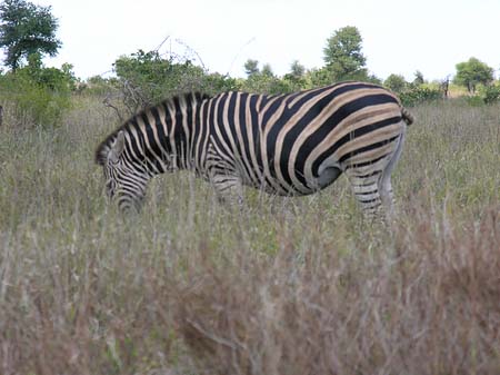 Zebras Fotos