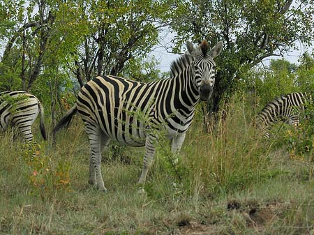 Foto Zebras - 